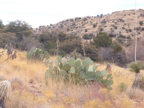 Very healthy Prickly Pear Cactus.